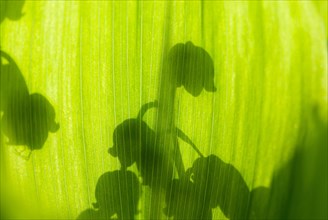 Lily of the valley (Convallaria majalis), close-up of shadows of flowers on sunlit green leaves,