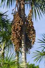 Fruits of the Mauritia flexuosa palm tree known as the moriche palm, Para state, Brazil, South