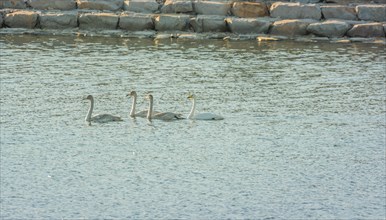 Flock of four whooper swan swimming in river in early morning sunshine