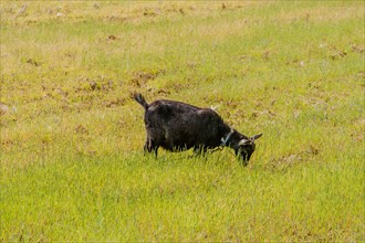 Adult black Bengal goat with horns grazing in open field on sunny day