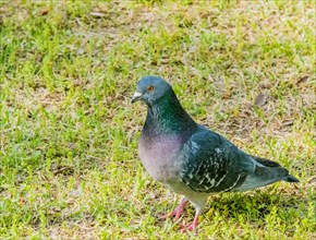 Closeup of beautiful rock pigeon standing in the grass