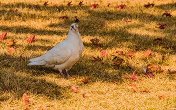 Closeup of a white pigeon standing in the shade with dry leaves scattered on the ground