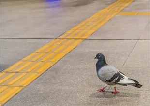 Closeup of gray rock pigeon walking on sidewalk with yellow tiles