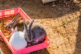 Three large rabbits huddled together inside a pink container of food on sunny afternoon