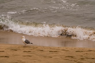 One seagull standing alone on sandy beach next to water's edge