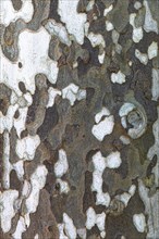 Patterned bark of a plane tree, (Platanaceae), Elba, Tuscan Archipelago, Tuscany, Italy, Europe
