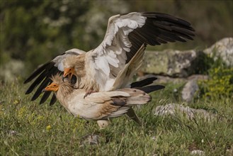 2 egyptian vulture (Neophron percnopterus), copulation, Castilla y Leon province, Picos de Europa,