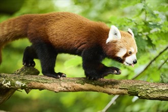 Red panda (Ailurus fulgens) walking on a tree, Germany, Europe