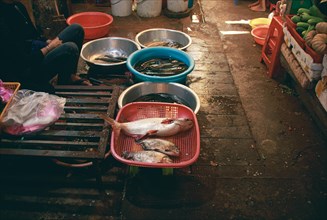 A fishmonger selling and waiting for costumers at the local Samaki Market in Kampot Cambodia