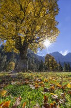 Maple tree with sun in backlight in front of mountains, autumn, autumn leaves, Karwendel mountains,