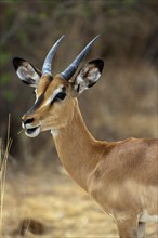 Black-nosed impala (Aepyceros petersi), antelope, ungulate, in Etosha National Park, savannah,