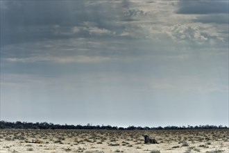 Wildebeest (Connochaetes) in the steppe landscape with dramatic light mood in Etosha National Park,