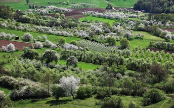 Cultural landscape, cherry blossom in Franconian Switzerland near Kirchehrenbach, district of
