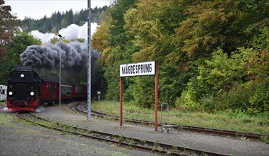 Steam locomotive of the Harz narrow-gauge railway runs through the Harz mountains, Saxony-Anhalt,