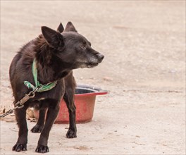 Black dog wearing a green color that is attached to a chain