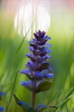 Blue bugle (Ajuga reptans), blue inflorescence in a meadow, in the grass with a soft background,
