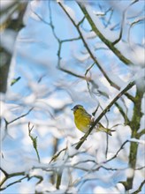 Eurasian siskin (Carduelis spinus) male, yellow plumage, sitting on a branch and looking to the