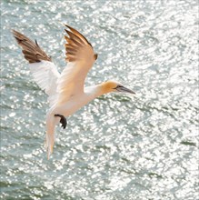 Northern gannet (Morus bassanus) (synonym: Sula bassana) flying over the moving sea, water