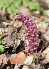 Common toothwort (Lathraea squamaria), flower on forest floor between old autumn leaves, geophyte,
