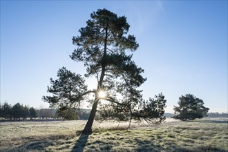 Scots pine (Pinus sylvestris), standing in a meadow, backlit with sunstar, Lower Saxony, Germany,