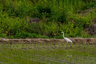 White common egret hunting for food in freshly planted rice paddy