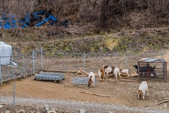 Herd of goats looking for food in farmyard of dirt and rocks