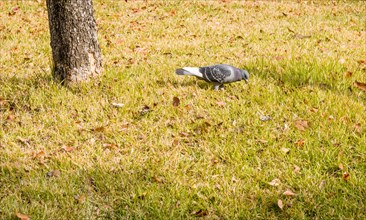 Closeup of pigeon hunting for food in grass next to a tree
