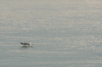 Single seagull floating in calm waters of the ocean
