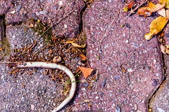 Carcass of dead snake laying on brick sidewalk