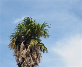 Palm tree over blue sky copy space