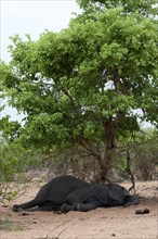 Sleeping African elephant (Loxodonta africana), sleeping, resting, lazy, resting, lying, shade in
