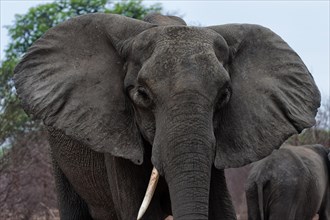 Threatening elephant (Loxodonta africana), aggressive, warning, danger, dangerous, facial