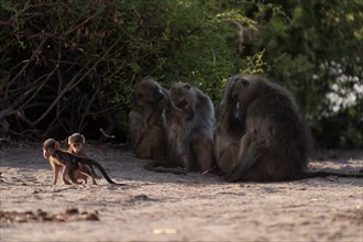 Baboons (papio ursinus), family, baboon family, mammal, wildlife, free-living, monkey, monkey