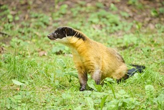 Yellow-throated marten (Martes flavigula) sitting on a meadow, Germany, Europe