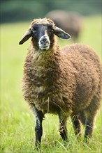 Domestic sheep (Ovis aries) portrait, Bavaria, Germany, Europe