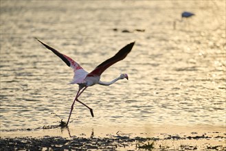Greater Flamingos (Phoenicopterus roseus) starting from the water at sunset, flying, Parc Naturel