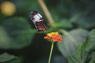 A transparent butterfly with black stripes sits on an orange flower, Krefeld Zoo, Krefeld, North