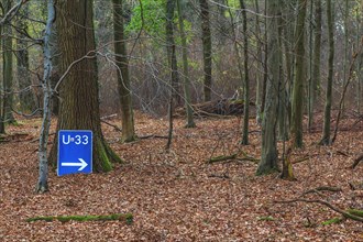 A blue diversion sign in the forest points unexpectedly in one direction, surrounded by autumnal
