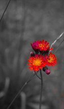 Red flowers are strongly emphasised against a blurred black and white nature background, Haan,