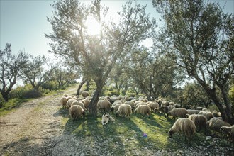 Flock of sheep in an olive grove, Saranda, Albania, Europe