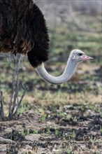 African ostrich (Struthio camelus) in the savannah in Etosha National Park, bird animal, bird,