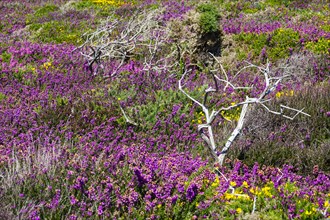 Heath landscape on the Cap de la Chevre, Crozon peninsula, Finistere department, Brittany region,