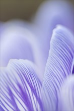 Blue striped crocus petals (Crocus sp.) with emphasised texture, purple, close-up, macro view,