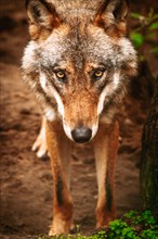 Close-up of a wolf's intense gaze in a natural forest setting