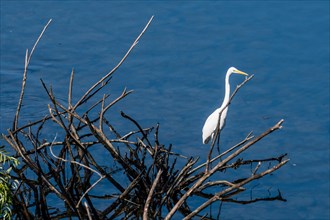 Great white egrets standing on a branch of drift wood in a lake of blue water