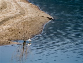 Snowy Egret standing next to a bush in a lake hunting for food
