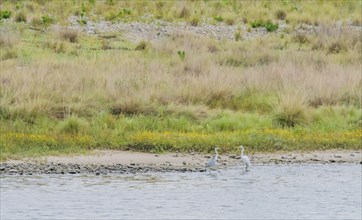 Gray heron and common egret standing together in shallow water near shore with tall grass and weeds