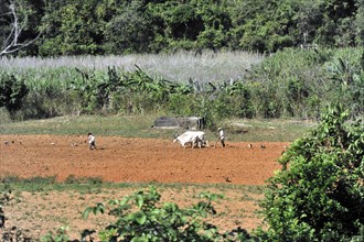 Field cultivation, farmer with cattle ploughing the field, near Trinidad, Sancti Spiritus Province,