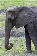 Eating elephant (Loxodonta africana), eating, food, nutrition, sideways, trunk, safari, Chobe