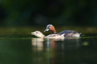 Little grebe (Tachybaptus ruficollis) mother with youngster swimming on a lake, Bavaria, Germany,